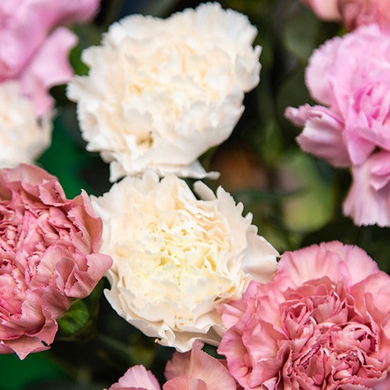 Töölö neilikkakimppu