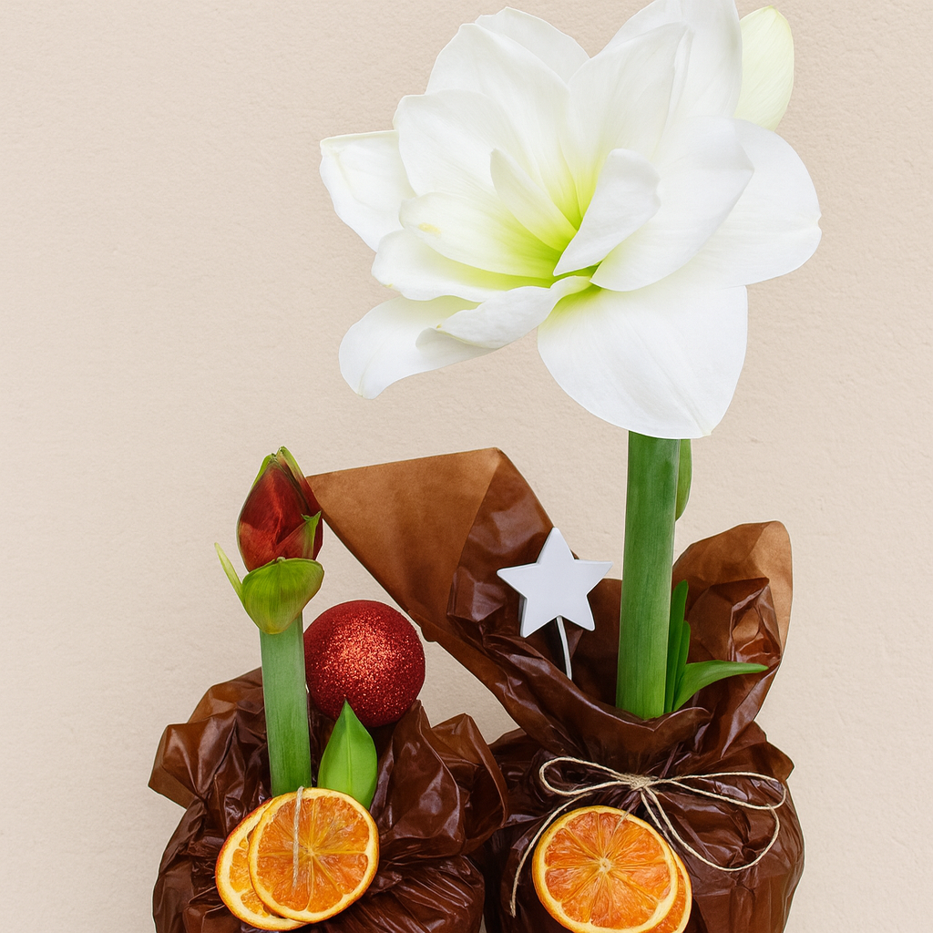 Kotimainen ruukkuamaryllis