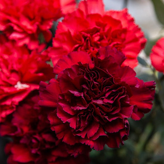 Kallio neilikkakimppu