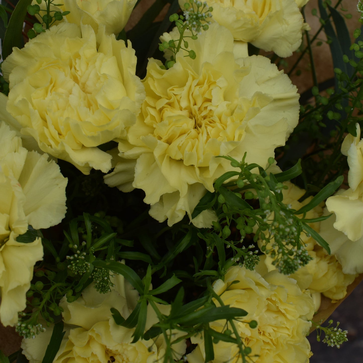 Vallila neilikkakimppu