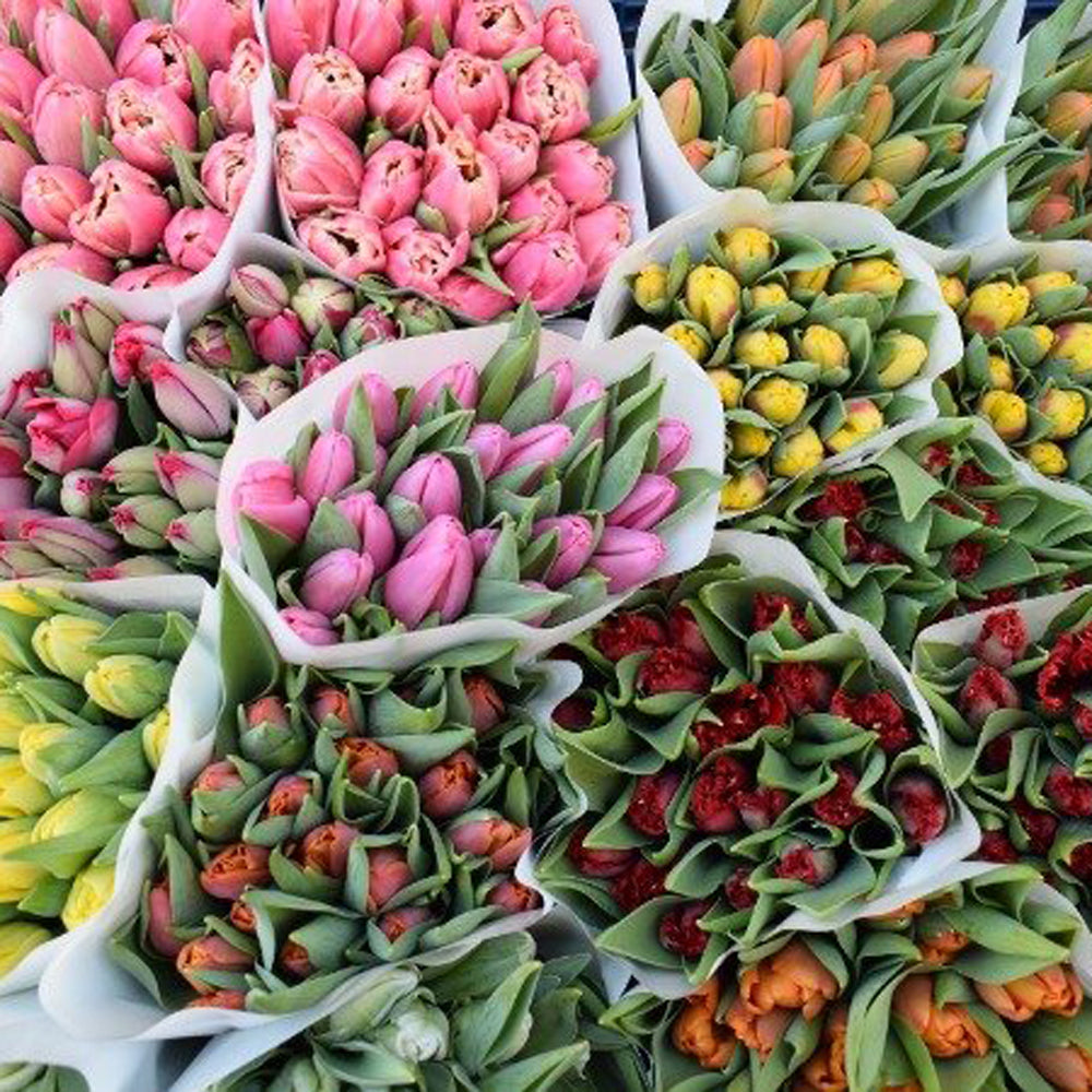 Kotimaiset tulppaanit